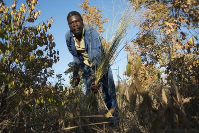 16.06 Kavango 127 Thatching grass