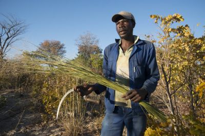 16.06 Kavango 143 Thatching grass