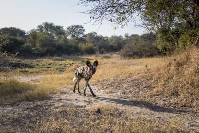 15.07 KAZA CamTrap 81 Wild dog