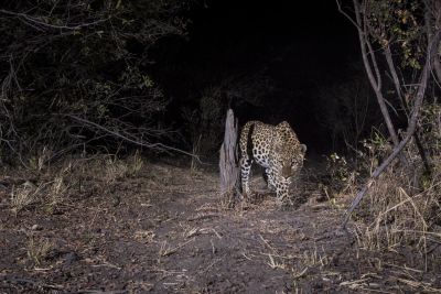 15.07 KAZA CamTrap 87 Leopard