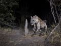 15.07 KAZA CamTrap 94 Hyaena