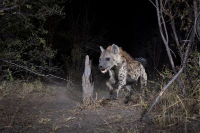 15.07 KAZA CamTrap 94 Hyaena