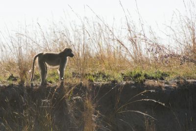 15.07 KAZA PB 130 Baboon