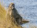 15.07 KAZA PB 142 Baboon