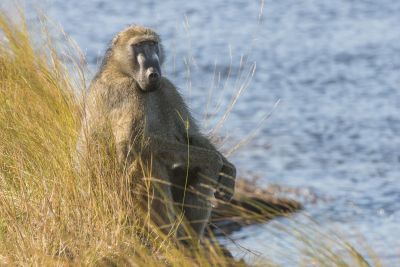 15.07 KAZA PB 142 Baboon