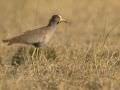 15.07 KAZA PB 148 Bird