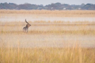 15.07 KAZA PB 203 Waterbuck