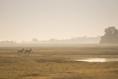 15.07 KAZA PB 213 Waterbuck