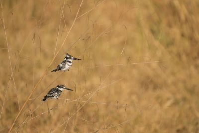 15.07 KAZA PB 220 Bird