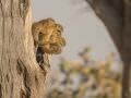 15.07 KAZA PB 275 Tree squirrels