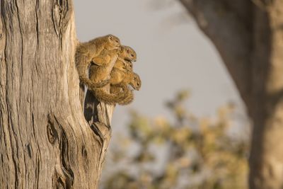 15.07 KAZA PB 275 Tree squirrels