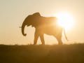 15.07 KAZA PB 313 Elephant