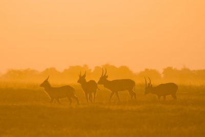 15.07 KAZA PB 316 Waterbuck