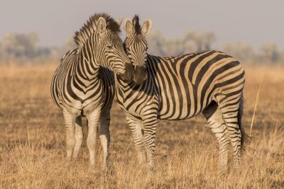 15.07 KAZA PB 324 Zebra