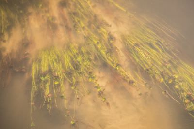 15.07 KAZA PB 125 Kwando river