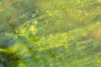 15.07 KAZA PB 168 Ngonye falls