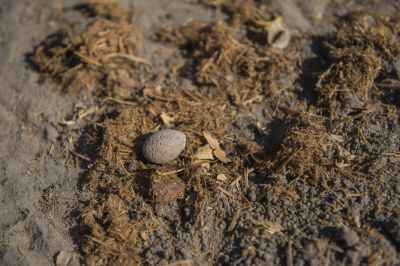 15.07 KAZA GB 1107 Tracking