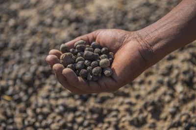 15.07 KAZA GB 1118 Tracking