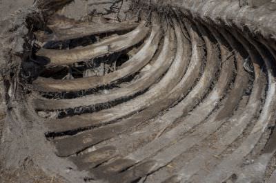 15.07 KAZA GB 1167 Elephant carcass