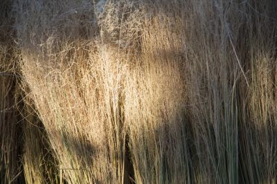 16.06 Kavango 60 Thatching grass