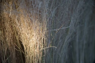 16.06 Kavango 61 Thatching grass