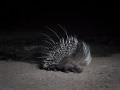 15.07 KAZA CamTrap 38 Porcupine