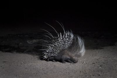 15.07 KAZA CamTrap 38 Porcupine