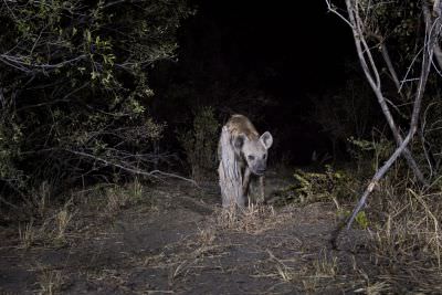 15.07 KAZA CamTrap 4 Hyaena