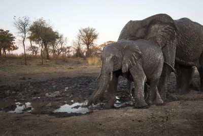 15.07 KAZA CamTrap 51 Elephants