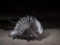 15.07 KAZA CamTrap 67 Porcupine