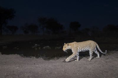 15.07 KAZA CamTrap 69 Leopard