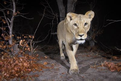 15.07 KAZA CamTrap 80 Lion