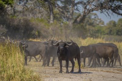 15.07 KAZA GB 1187 Buffalo