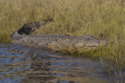 15.07 KAZA GB 2105 Crocodile