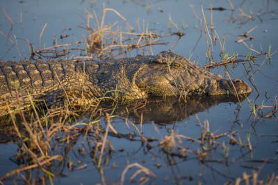 15.07 KAZA GB 2153 Crocodile