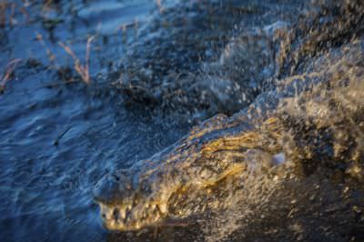 15.07 KAZA GB 2156 Crocodile