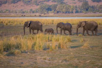 15.07 KAZA GB 2157 Elephants