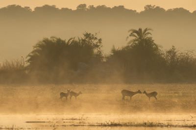 15.07 KAZA PB 11 Lechwe
