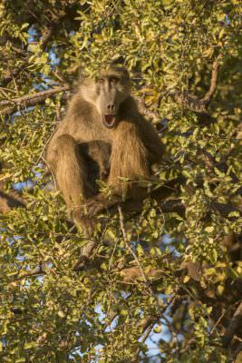 15.07 KAZA PB 14 baboon