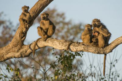 15.07 KAZA PB 15 Baboon