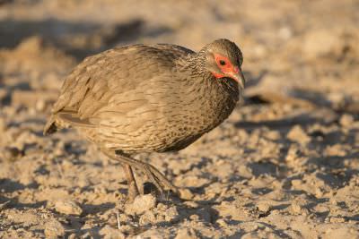 15.07 KAZA PB 17 Bird