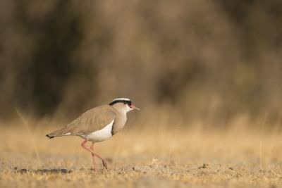 15.07 KAZA PB 22 Bird