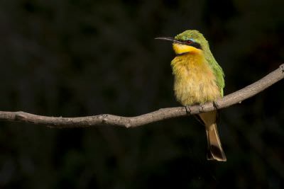 15.07 KAZA PB 23 Bird