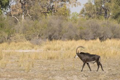 15.07 KAZA PB 30 Sable