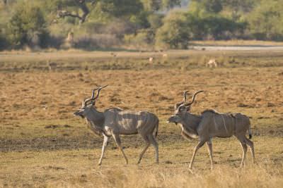 15.07 KAZA PB 3 Kudus