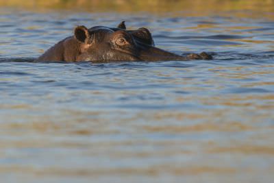 15.07 KAZA PB 76 Hippo