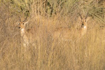15.07 KAZA PB 7 Reedbuck