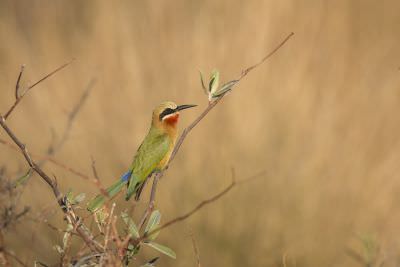 15.07 KAZA PB 83 Bird