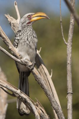 15.07 KAZA PB 87 Bird