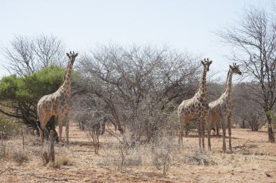 16.07 Torra Drought 36 Giraffe